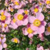 Anemone hupehensis 'Little Princess' - obrazek 3