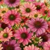 Echinacea purpurea 'Evolution Colorific'