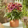 Echinacea purpurea 'Evolution Colorific' - Afbeelding 3