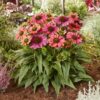 Echinacea purpurea 'Evolution Colorific' - Afbeelding 2