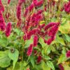 Persicaria amplexicaulis 'Finy Tiny' – Bild 2