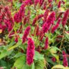 Persicaria amplexicaulis 'Finy Tiny' – Bild 3