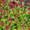 Persicaria amplexicaulis 'Finy Tiny' – Bild 4