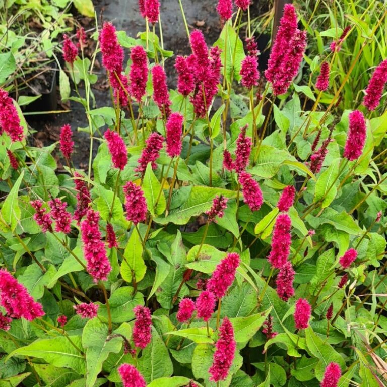 Persicaria amplexicaulis 'Finy Tiny' - Vitro Westland