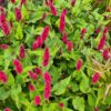 Persicaria amplexicaulis 'Finy Tiny'