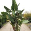 Alocasia 'Kuching Mask' - Afbeelding 2
