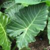 Alocasia 'Kuching Mask'