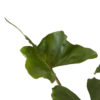 Alocasia 'Stingray' - Image 2