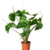 Alocasia 'Stingray'