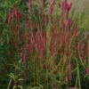 Sanguisorba 'Blackthorn'