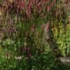Sanguisorba 'Blackthorn' - Image 3