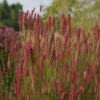 Sanguisorba 'Blackthorn' - Image 2