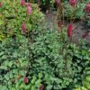 Sanguisorba menziesii 'Wake Up' - Image 3