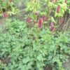 Sanguisorba menziesii 'Wake Up' - Image 2