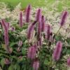 Sanguisorba menziesii 'Wake Up'