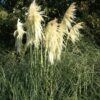 Cortaderia 'Lime Green Mistral'
