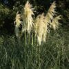 Cortaderia 'Lime Green Mistral' - Image 6