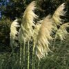 Cortaderia 'Lime Green Mistral' - Image 3