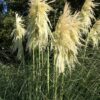 Cortaderia 'Lime Green Mistral' - Image 4