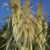 Cortaderia 'Lime Green Mistral' - Image 5