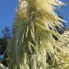 Cortaderia 'Lime Green Mistral' - Image 2