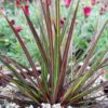 Libertia ixioides 'Taupo Sunset' – Bild 2