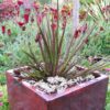 Libertia ixioides 'Taupo Sunset'