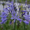 Agapanthus 'Su Casa'