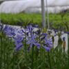 Agapanthus 'Su Casa' – Bild 2