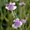 Lychnis coronaria 'Oculata' - Image 2