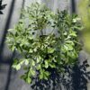 Cussonia 'Cussonic' - obrazek 2
