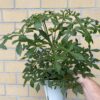 Cussonia 'Cussonic'