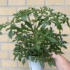 Cussonia 'Cussonic'