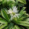 Heloniopsis orientalis var. flavida 'Snow White'