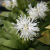 Heloniopsis orientalis var. flavida 'Snow White' - Image 2