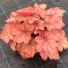 Heuchera 'Cantaloupe'