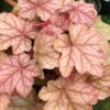 Heuchera 'Cantaloupe' - Afbeelding 2