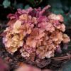 Heuchera 'Frilly' – Bild 5