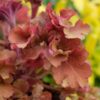 Heuchera 'Frilly' – Bild 2
