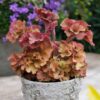 Heuchera 'Frilly'