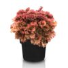 Heuchera 'Frilly' – Bild 4