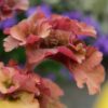 Heuchera 'Frilly' – Bild 3