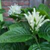 Jacobinia 'White Feathers'