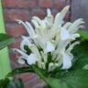 Jacobinia 'White Feathers' - Afbeelding 4