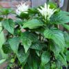 Jacobinia 'White Feathers' - Afbeelding 2
