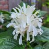 Jacobinia 'White Feathers' - Afbeelding 3