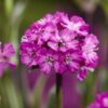Lychnis 'Cherry Bubbles'