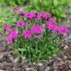 Lychnis 'Cherry Bubbles' – Bild 3