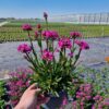 Lychnis 'Cherry Bubbles' – Bild 2