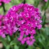 Lychnis 'Cherry Bubbles' – Bild 4